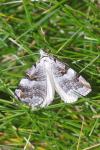 Aplocera praeformata