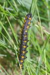Cucullia lucifuga