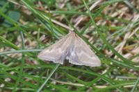 Pyrausta aerealis