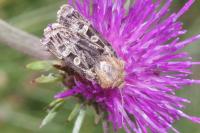 Chersotis