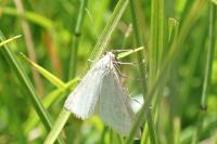 Udea austriacalis