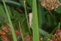 Agriphila straminella