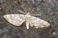 Deileptenia ribeata