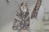 Acronicta rumicis