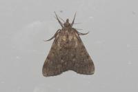 Aglossa pinguinalis
