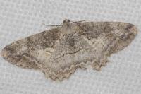 Alcis repandata