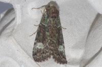 Anaplectoides prasinus