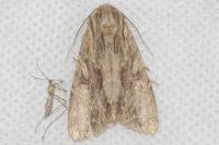 Apamea monoglypha monoglypha