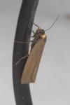 Atolmis rubricollis