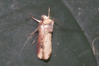 Axylia putris