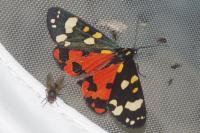 Callimorpha dominula