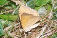 Camptogramma bilineata
