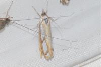 Catoptria gr. permutatellus