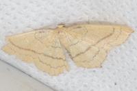 Cyclophora linearia