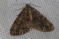 Deileptenia ribeata