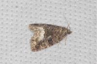 Deltote pygarga