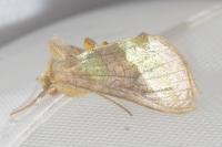 Diachrysia chrysitis
