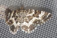 Epirrhoe tristata