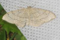 Idaea aversata