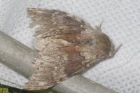 Stauropus fagi