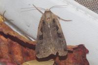 Xestia ditrapezium
