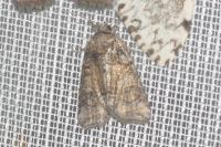 Bryophila ravula