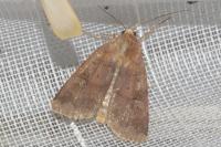 Diarsia brunnea