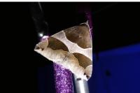 Dysgonia algira