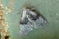 Meganola togatulalis