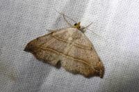 Laspeyria flexula
