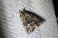 Deltote pygarga