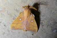 Odonestis pruni