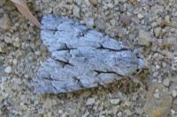 Acronicta psi/tridens
