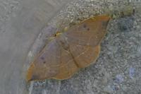 Watsonalla binaria