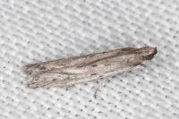 Phycitodes saxicola