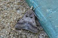 Stemmatophora brunnealis
