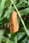 Diacrisia sannio