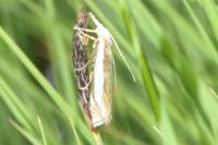 Crambus pascuella