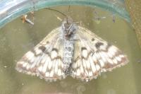 Euclidia mi