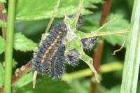 Saturnia pavonia