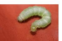 Chrysodeixis chalcites