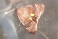 Noctua janthina