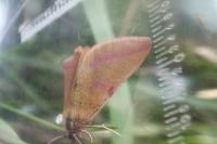 Lythria purpuraria