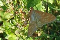 Sitochroa verticalis