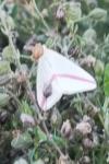 Rhodometra sacraria