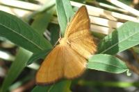 Idaea flaveolaria
