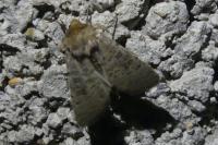 Hoplodrina ambigua/blanda