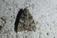 Acronicta rumicis