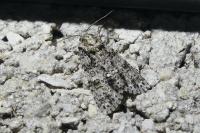 Acronicta rumicis