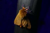Phragmatobia fuliginosa